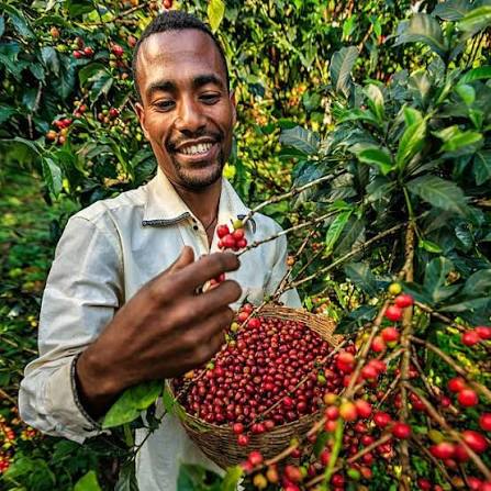 Bekele Belachew Anaerobic Natural