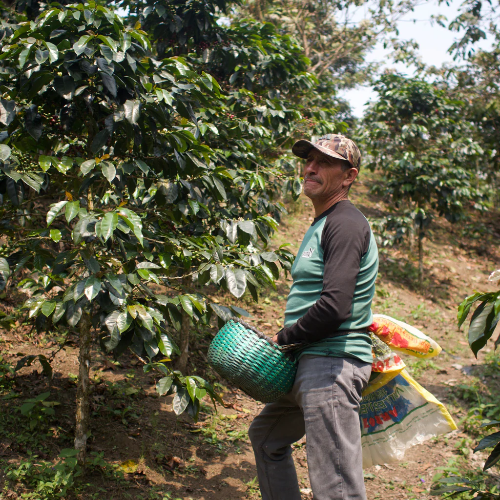 Farmer in a coffee plantation
