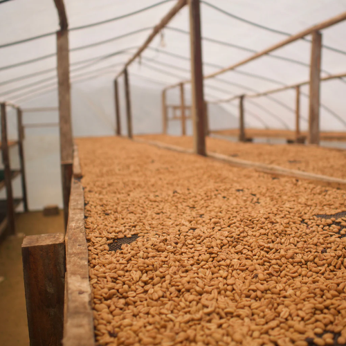 green coffee being dried on raised beds