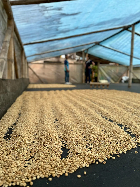 Drying coffee on a raised bed at Finca El Chaferote