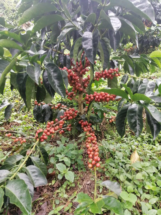 Ripe Pink Bourbon coffee cherries on a tree