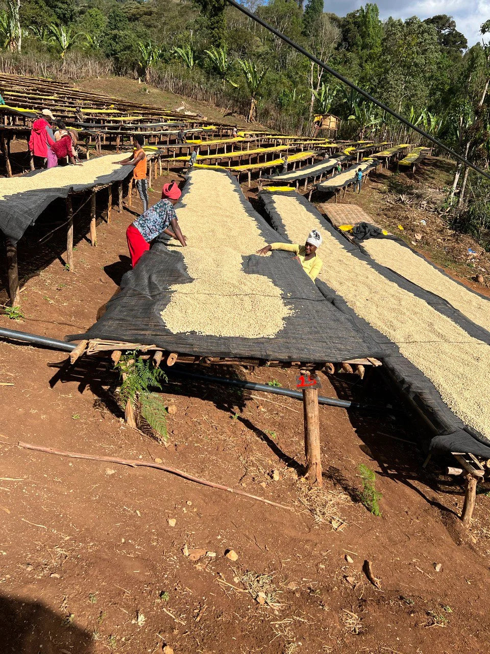 Workers drying coffee on raised beds in an outdoor field, with reddish-brown soil and green trees in the background.