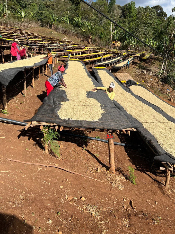 Workers drying coffee on raised beds in an outdoor field, with reddish-brown soil and green trees in the background.