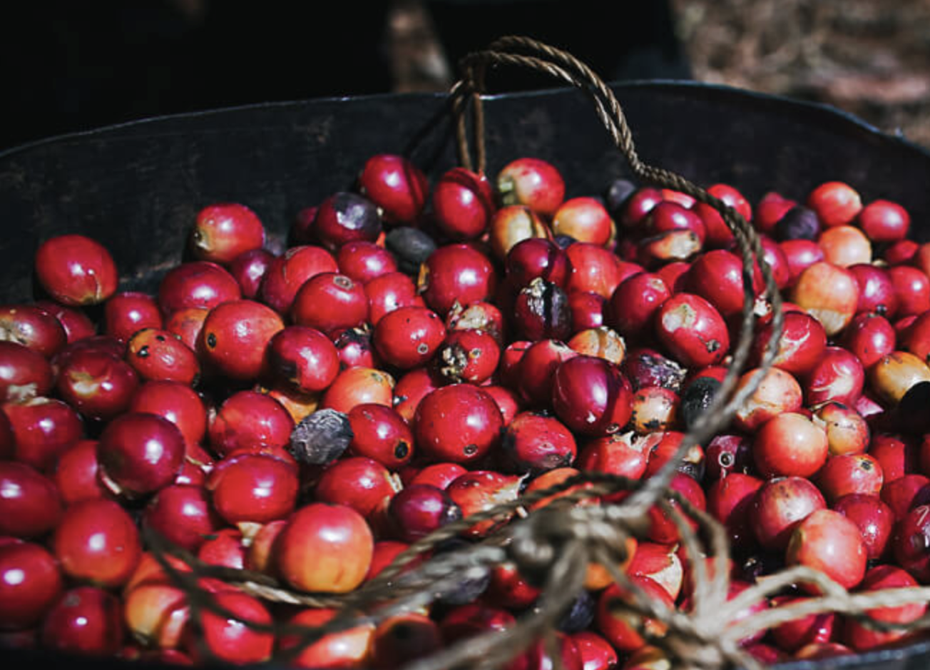 A close-up of red coffee cherries piled in a dark container with a woven basket.