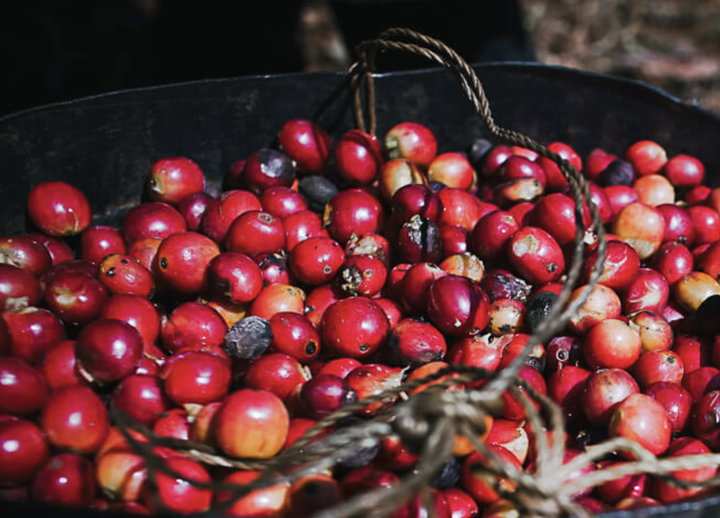 A close-up of red coffee cherries piled in a dark container with a woven basket.