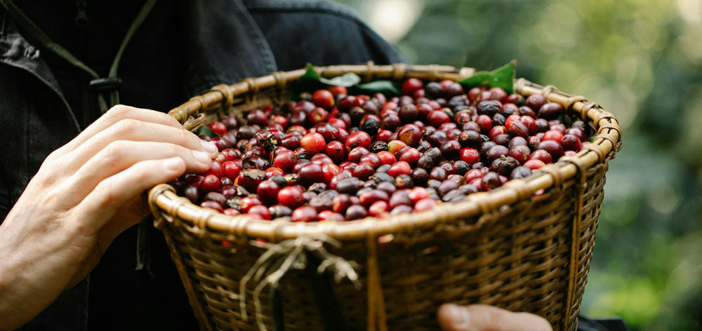 Person holding a basket coffee cherries