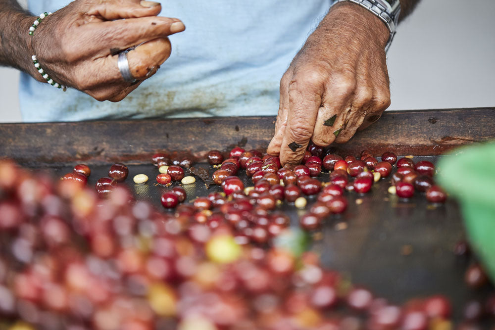Hands sorting through red coffee cherries on a wood surface